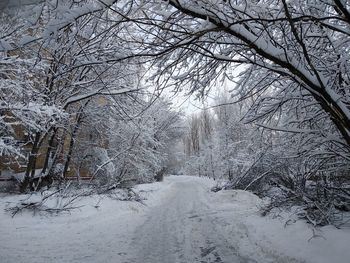 Bare trees on snow covered landscape