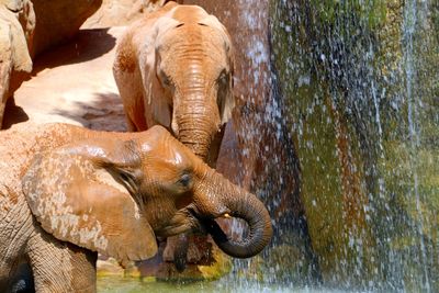 Close-up of elephant