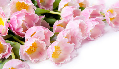 Close-up of pink flowers