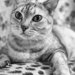 Close-up portrait of cat