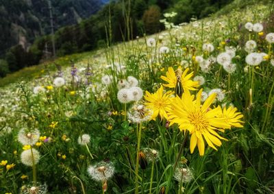 Close-up of yellow flowers on field