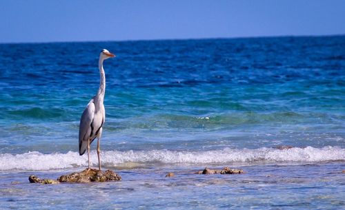 Bird perching at sea shore against sky