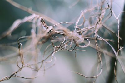 Close-up of dried plant