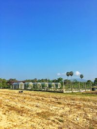 Organic vegetable and fruit garden, melon, pumpkin, corn, rice.