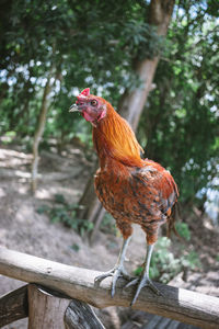 Close-up of a bird