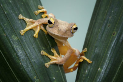 Close-up portrait of tree frog on leaf