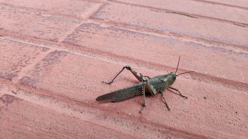 High angle view of insect on footpath