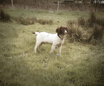 Dog on field