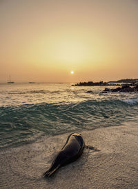 Scenic view of sea during sunset