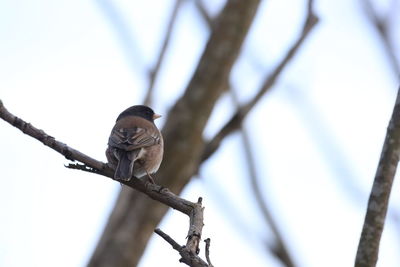 Low angle view of bird perching on branch