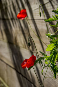 Close-up of red flowers blooming outdoors