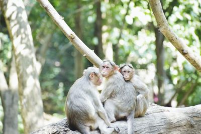 Monkeys sitting in a forest