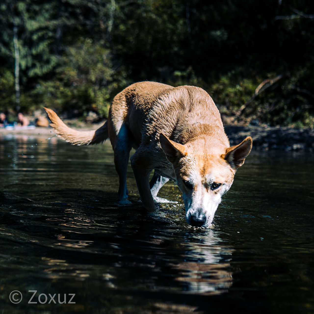 VIEW OF DOG DRINKING WATER