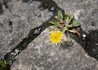 Close-up of yellow flowering plant on rock