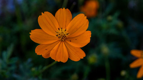 Close-up of orange cosmos flower