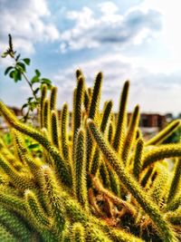 Close-up of succulent plant in field against sky