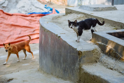 Portrait of dog standing outdoors