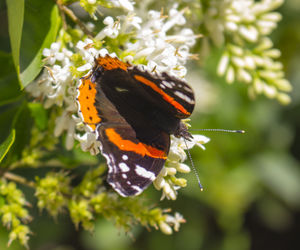 Close-up of butterfly pollinating on flower