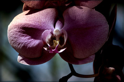 Close-up of pink orchid