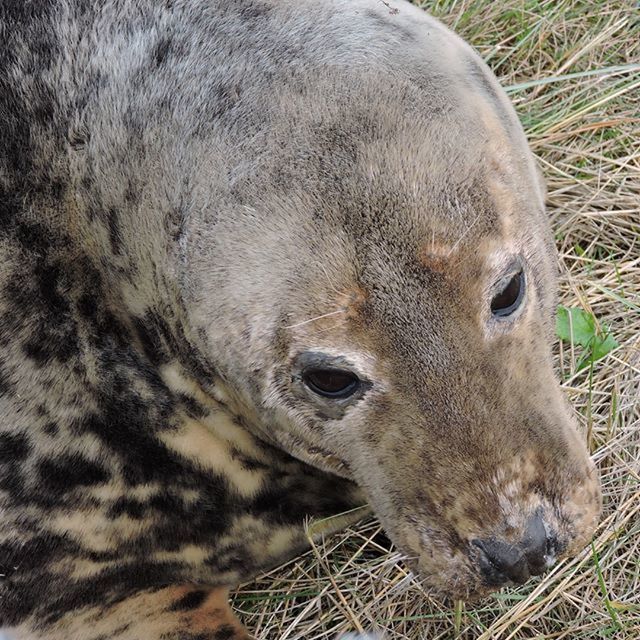 animal themes, animals in the wild, wildlife, one animal, mammal, animal head, livestock, field, herbivorous, animal body part, close-up, nature, zoology, portrait, looking at camera, horned, outdoors, day, safari animals, no people