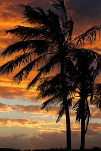 Low angle view of silhouette palm tree against dramatic sky