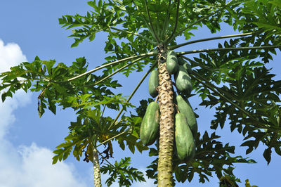 Low angle view of papayas on tree against sky