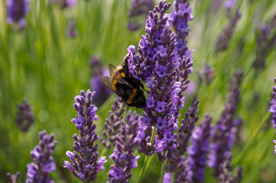 Close-up of bee pollinating on purple flower