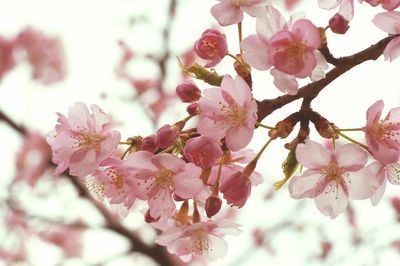 Low angle view of pink flowers blooming on tree