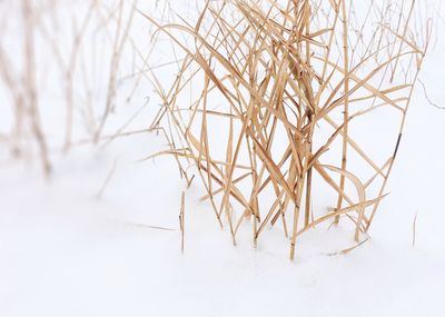 Close-up of snow on plant