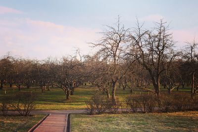 Trees against sky during sunset