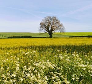 Scenic view of field against sky