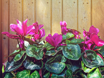 Close-up of pink flowers blooming outdoors