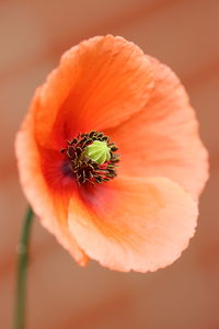 Close-up of orange flower