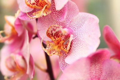 Close-up of pink flower