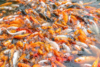 High angle view of koi fish in sea