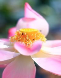 Close-up of pink flower