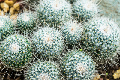 Full frame shot of cactus plants