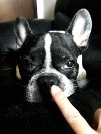 Close-up portrait of puppy