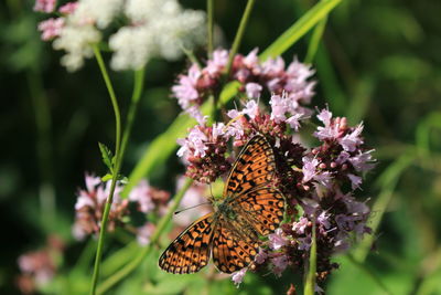 Butterfly on purple flower