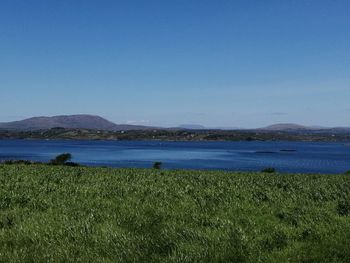 Scenic view of field against clear blue sky