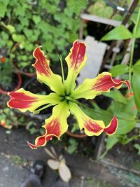 plant