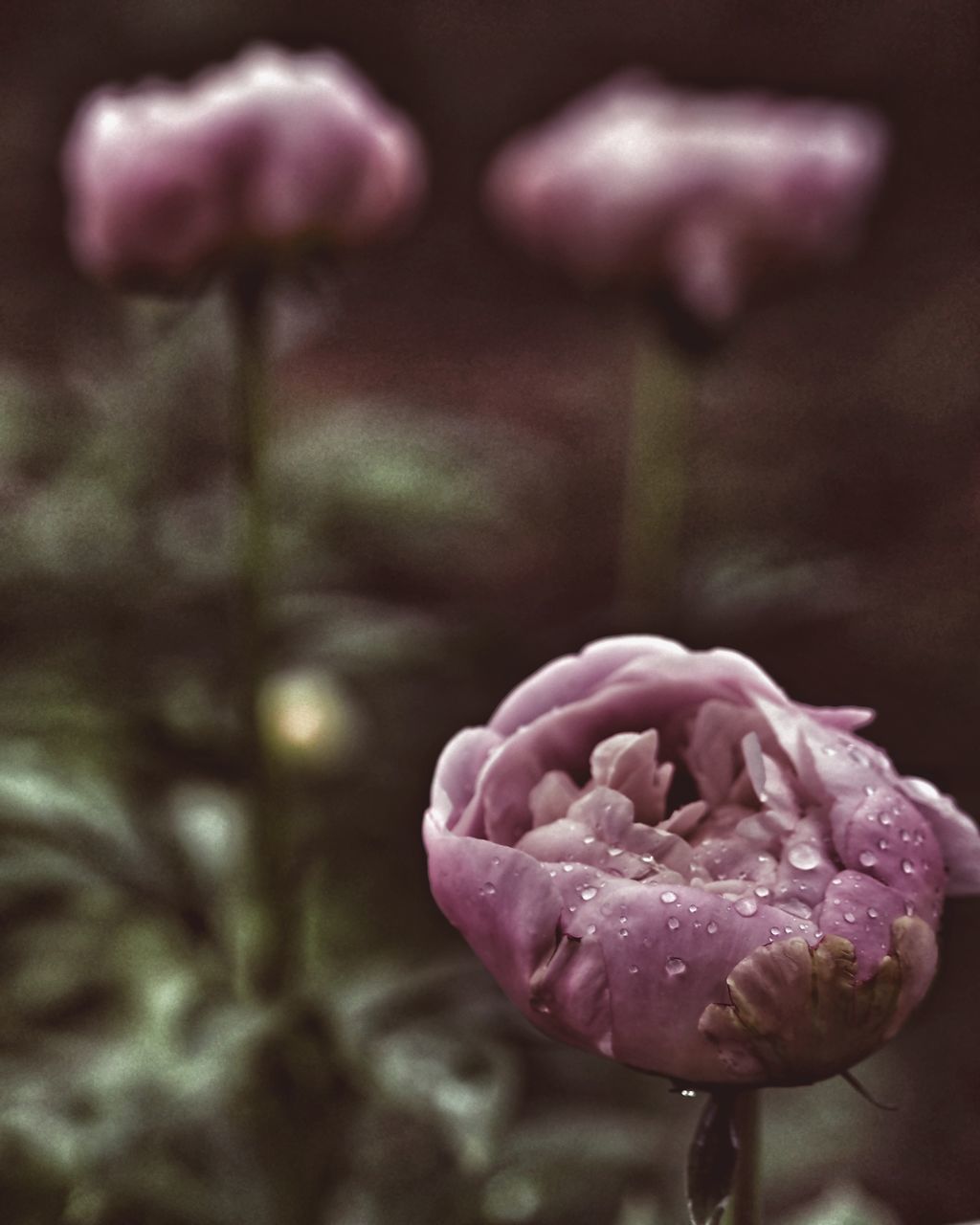 CLOSE-UP OF PINK ROSES