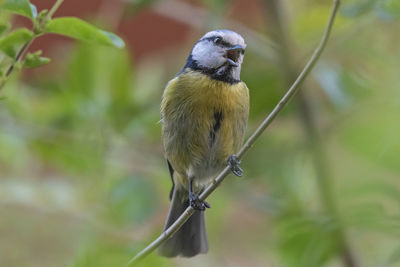 Close-up of bird perching on plant