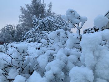 Snow covered trees against sky