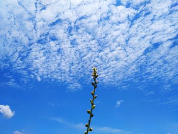 Low angle view of flowering plant against blue sky