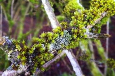 Close-up of moss growing on plant