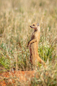 Side view of grey mongoosel on land