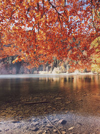 Trees by lake during autumn