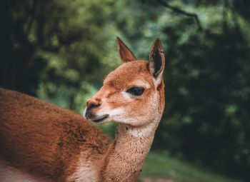 Close-up of a rabbit looking away
