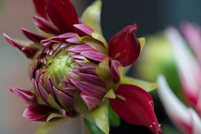 Close-up of red dahlia bud growing on plant